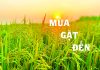 Bài hát: MÙA GẶT ĐẾN